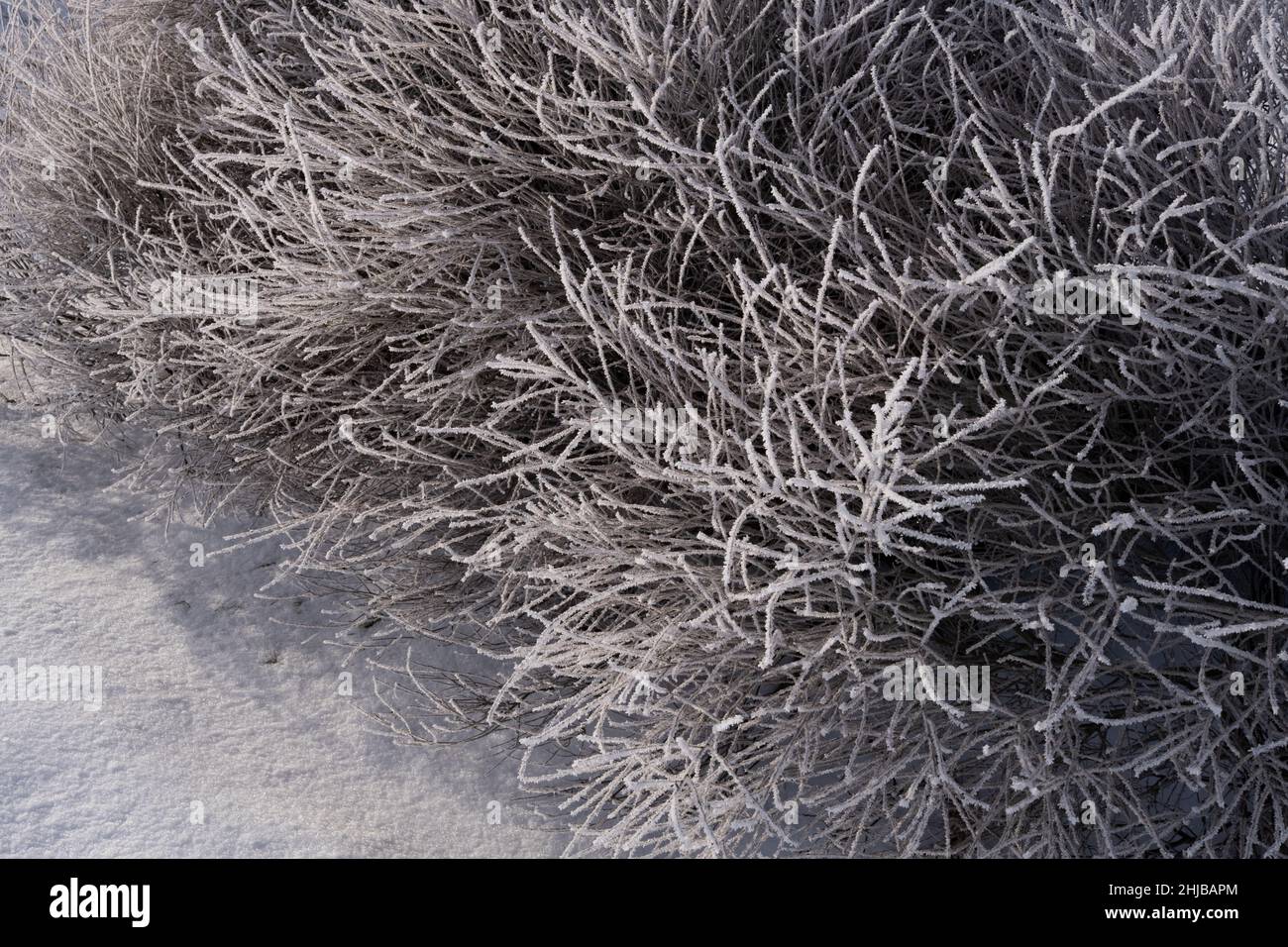 Frosted bush branches Stock Photo