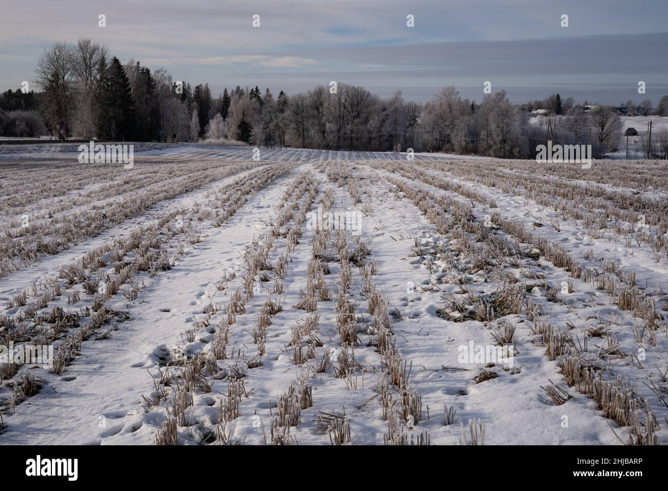 Winter rye field hi-res stock photography and images - Alamy