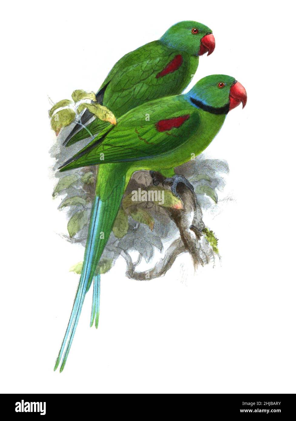 The Seychelles parakeet or Seychelles Island parrot (Psittacula wardi syn Palaeornis wardi) is an extinct species of parrot that was endemic to the Seychelles in the Indian Ocean. It was scientifically named Palaeornis wardi by the British ornithologist Edward Newton in 1867 Stock Photo