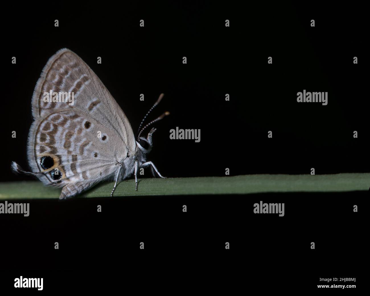 Butterfly on a blade of grass against a black background Stock Photo ...