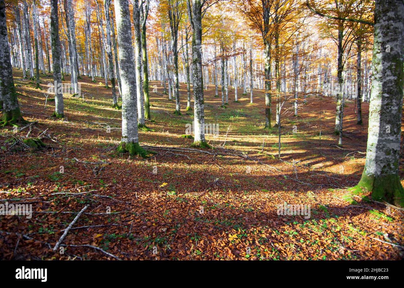 The magical colors of autumn Stock Photo - Alamy