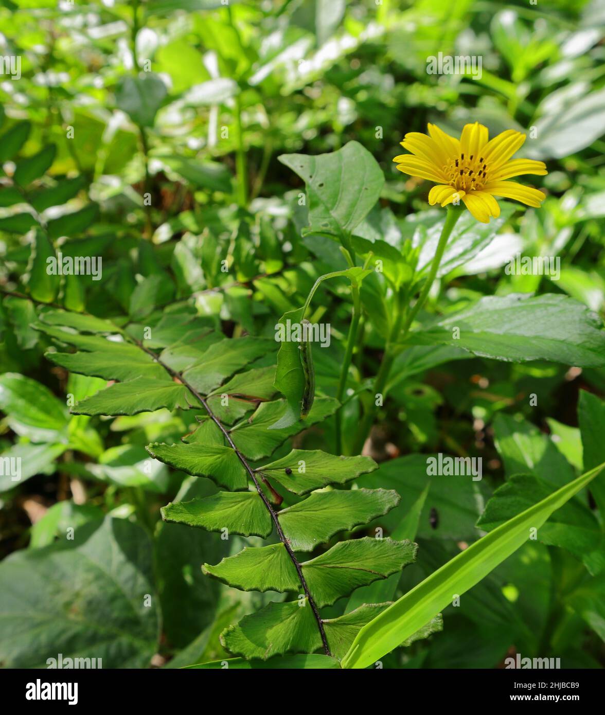 Close up on a grassy background, including a fern leaf and a small caterpillar eating leaf with a tick seed flower Stock Photo