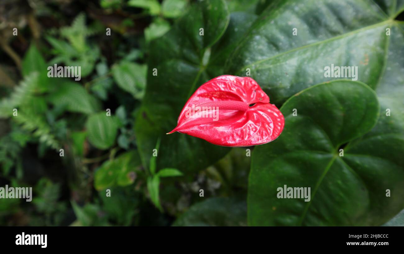 An inflorescence of a light reddish color Anthurium flower in the garden Stock Photo