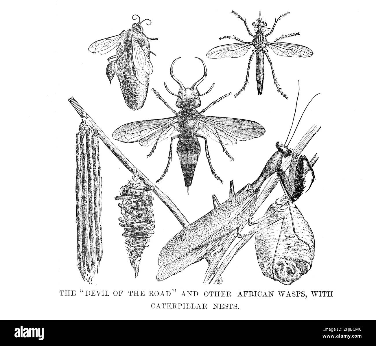 The 'Devil of the Road' and other African Wasps with Caterpillar Nests from the book Stanley in Africa. The wonderful discoveries and thrilling adventures of the great African explorer, and other travelers, pioneers and missionaries by James Penny Boyd, Publisher: Philadelphia, Pa.; St. Louis, Mo., P. W. Ziegler & co in 1889 Stock Photo