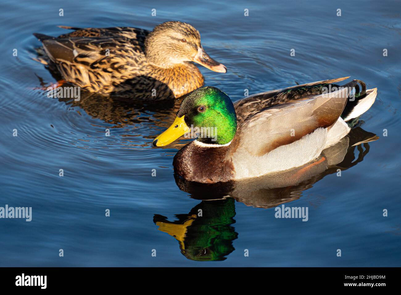 Mallard duck, green body, brownish body, wild duck, glossy green head, grey wings and belly, suitable wetland habitats, shallow sanctuaries, yellow. Stock Photo