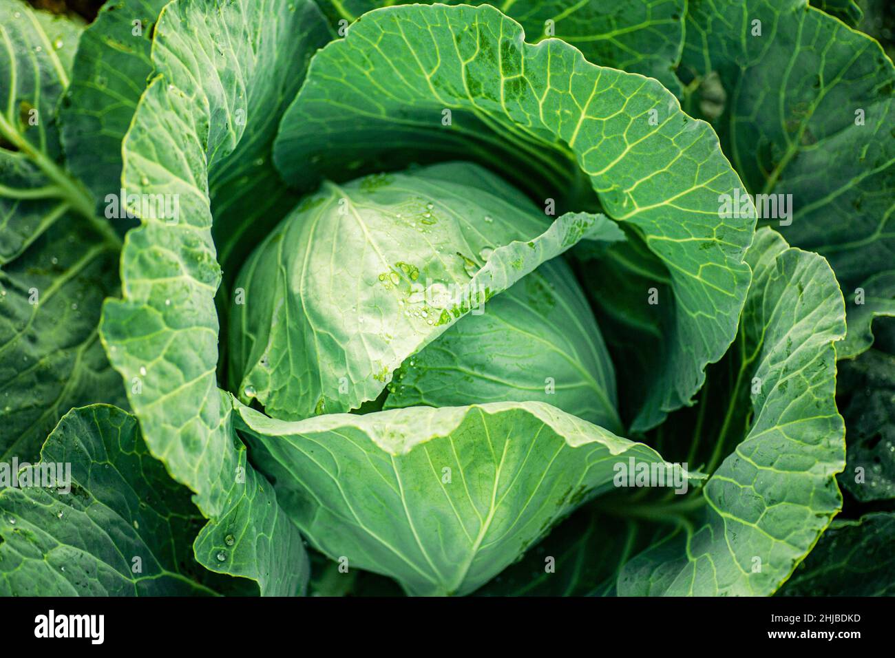 fresh green cabbage leaves with drop of water. Agriculture. Healthy and