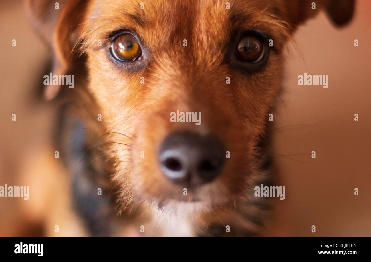 cute dog looking at camera - frontal view - head shot - close up Stock Photo