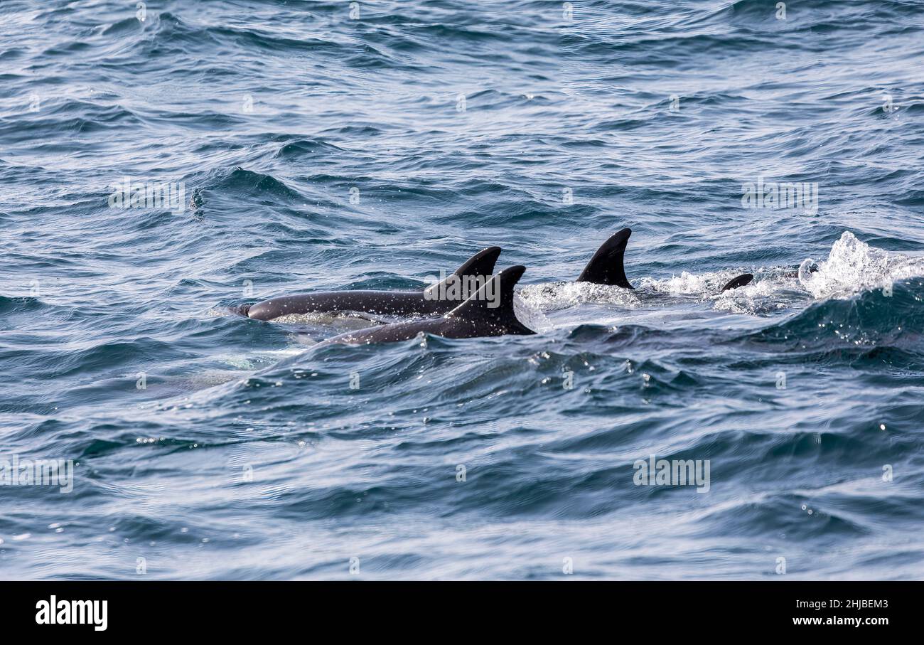 Dolphins, Bay of Gibraltar Stock Photo