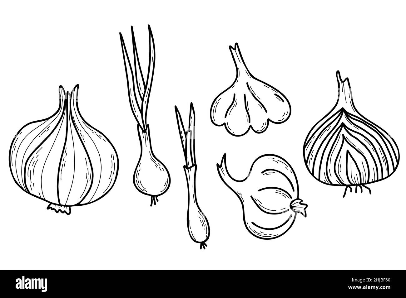 Collection of onion vegetables. Onion. Beautiful edible plant bulb