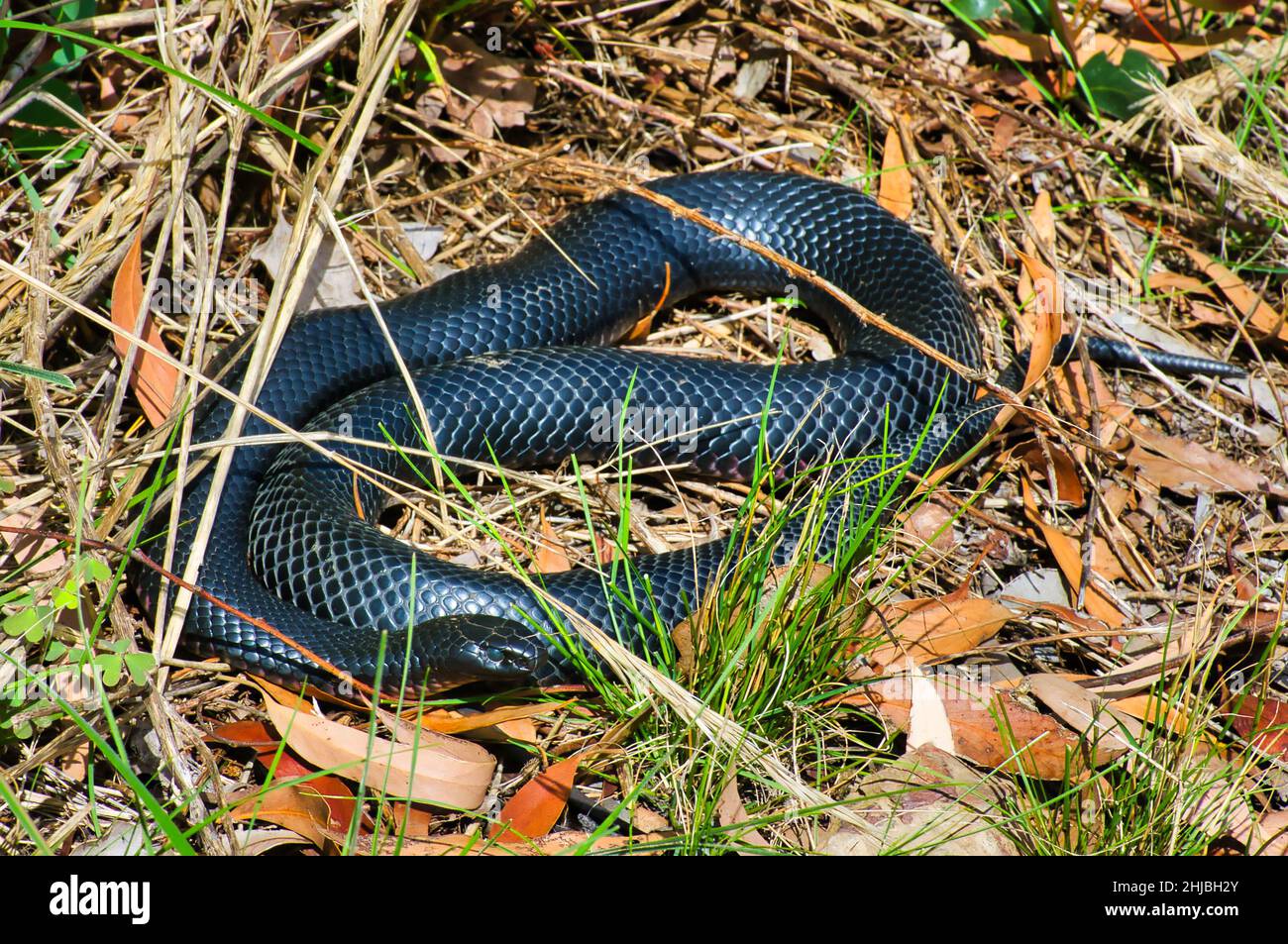 A redbellied black snake (Pseudechis porphyriacus) in an eucalyptus forest in Victoria