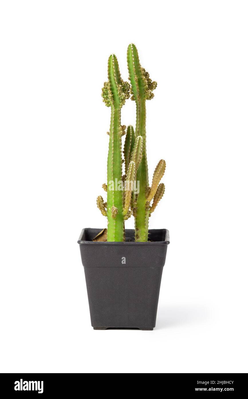 Cactus plant in pot isolated on white background Stock Photo