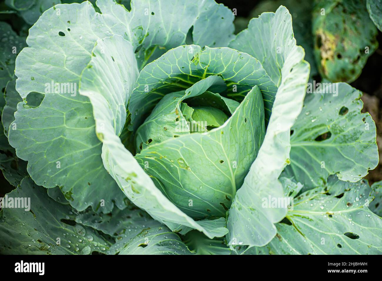 holes in cauliflower, cole, green leaves. Processing of leaves in a