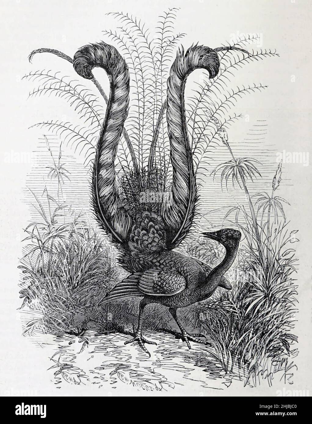 Male superb lyrebird or Lyre-Bird (Menura novaehollandiae) displaying his fancy tail, from the The royal natural history edited by Richard Lydekker, Volume III published in 1893 Stock Photo