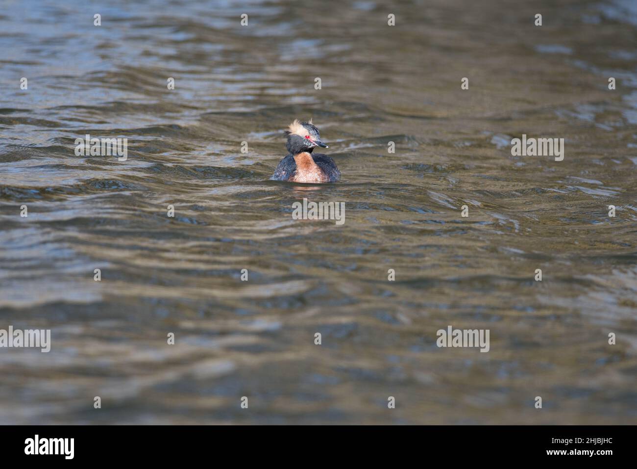Horned Grebe floating on the water Stock Photo