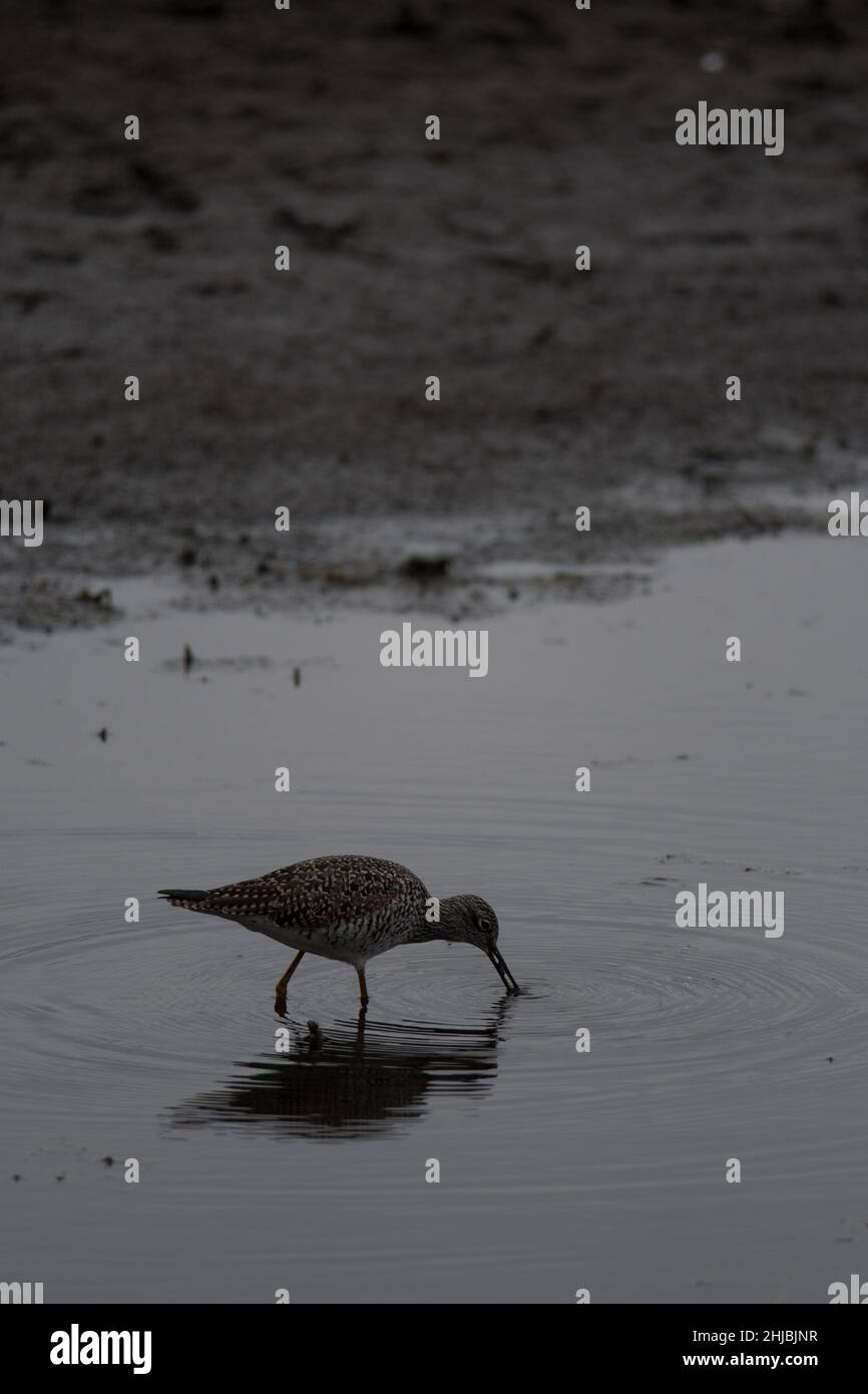 Greater Yellow-Legs foraging in the wetlands at Montezuma National Wildlife Refuge Stock Photo