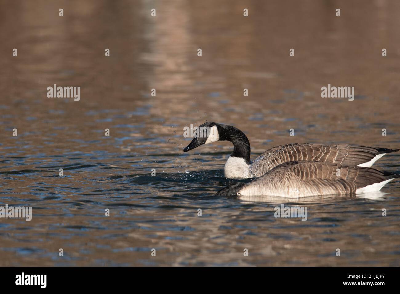 A pair of Canada Geese floating on a pond Stock Photo