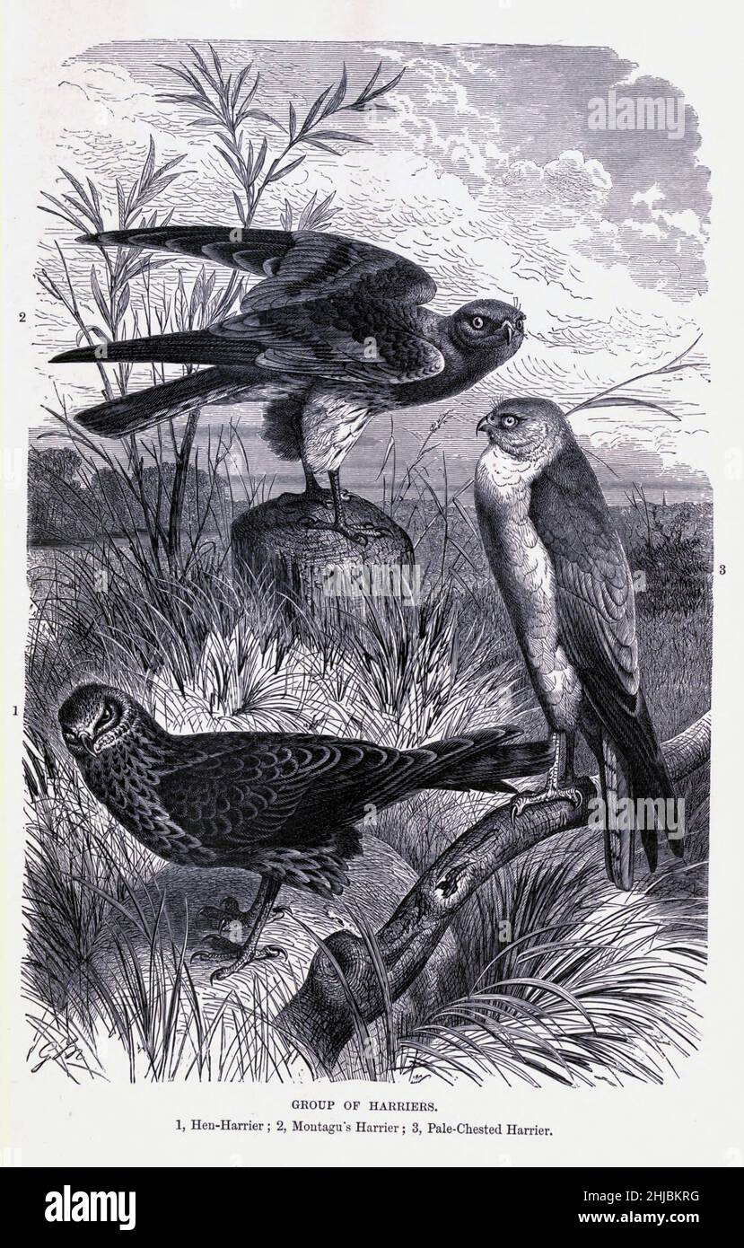 Group of Harriers 1. Hen-Harrier; 2. Montagu's Harrier 3. Pale-Chested Harrier from the The royal natural history edited by Richard Lydekker, Volume IV published in 1895 Stock Photo