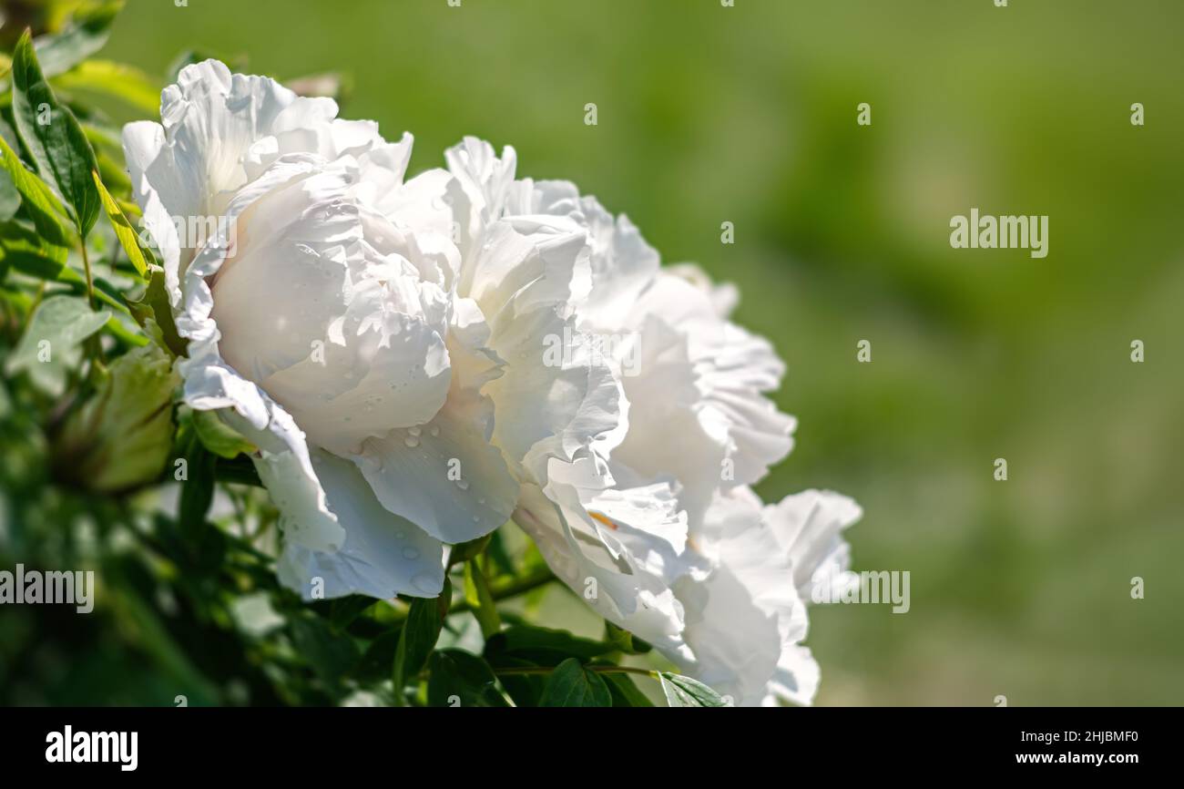 Blooming treelike white peonies on a spring sunny day in the garden Stock Photo