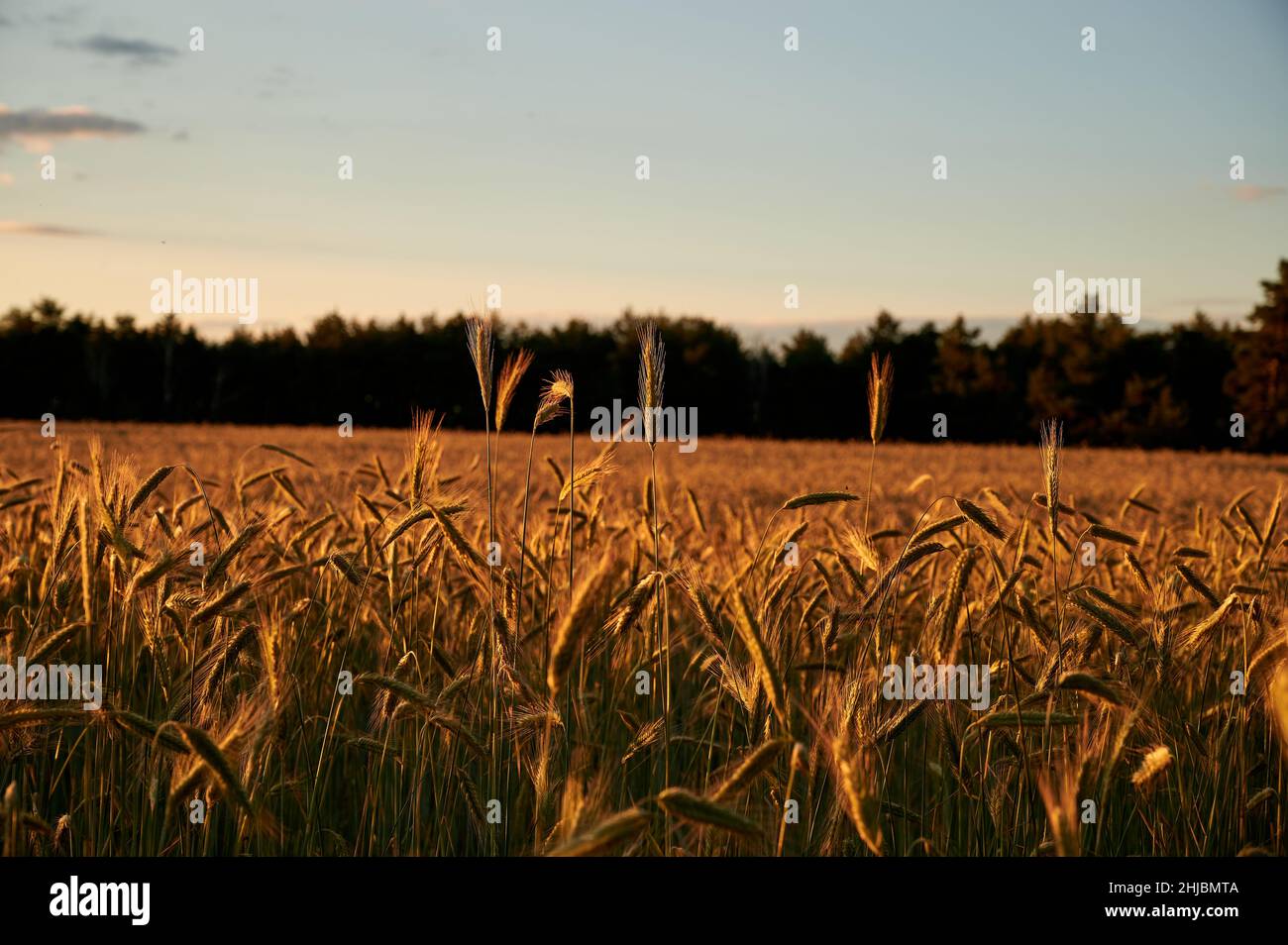 Aerial view dry corn field hi-res stock photography and images - Alamy