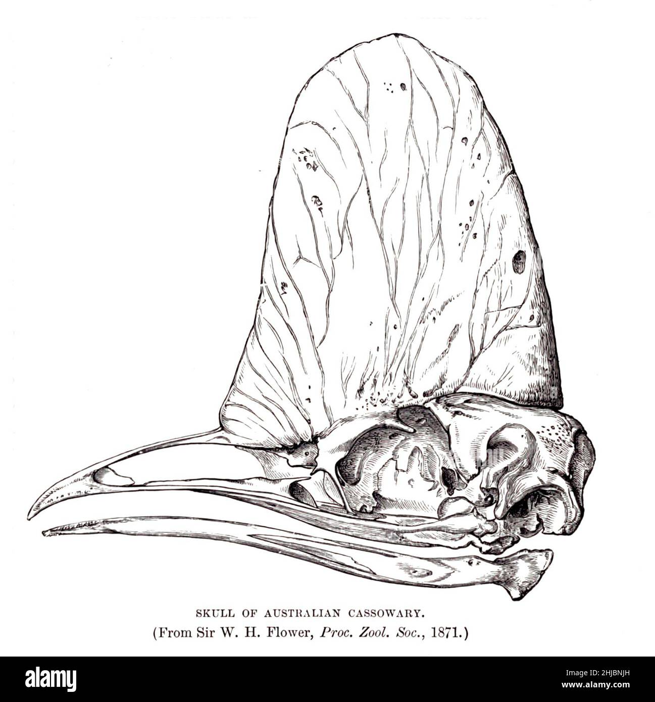 skull of the southern cassowary (Casuarius casuarius), also known as double-wattled cassowary, Australian cassowary or two-wattled cassowary, is a large flightless black bird from the The royal natural history edited by Richard Lydekker, Volume IV published in 1895 Stock Photo
