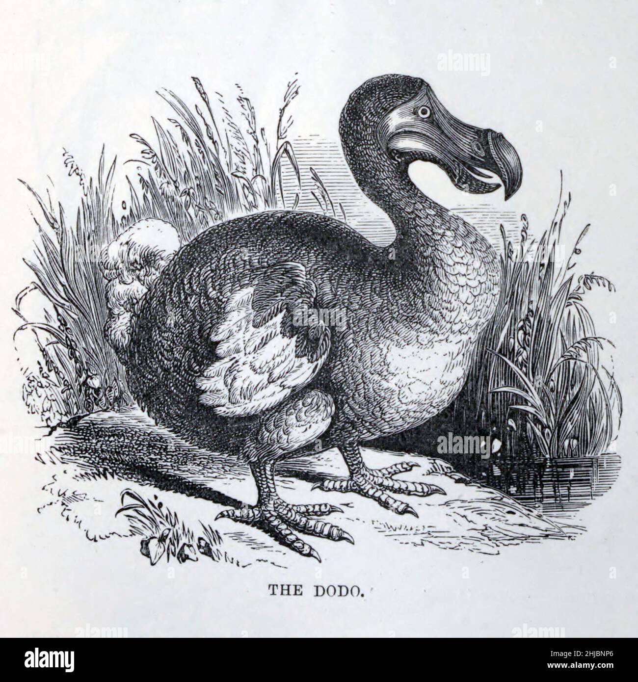 Engraving of a dodo, an extinct, flightless bird, related to the pigeon. The size of a swan, it was heavily-built and clumsy. Two species were known with certainty: the common dodo Raphus cucullatus from Mauritius, which became extinct between 1665 and 1670, and the Rodriguez solitaire Pezophaps solitaria from the neighbouring island of Rodriguez, which died out around 1761. The dodo's numbers quickly dwindled following the arrival of humans to these isolated habitats. All but defenceless, they were ill-equipped to cope with the new hunters & the competition from other introduced species. from Stock Photo