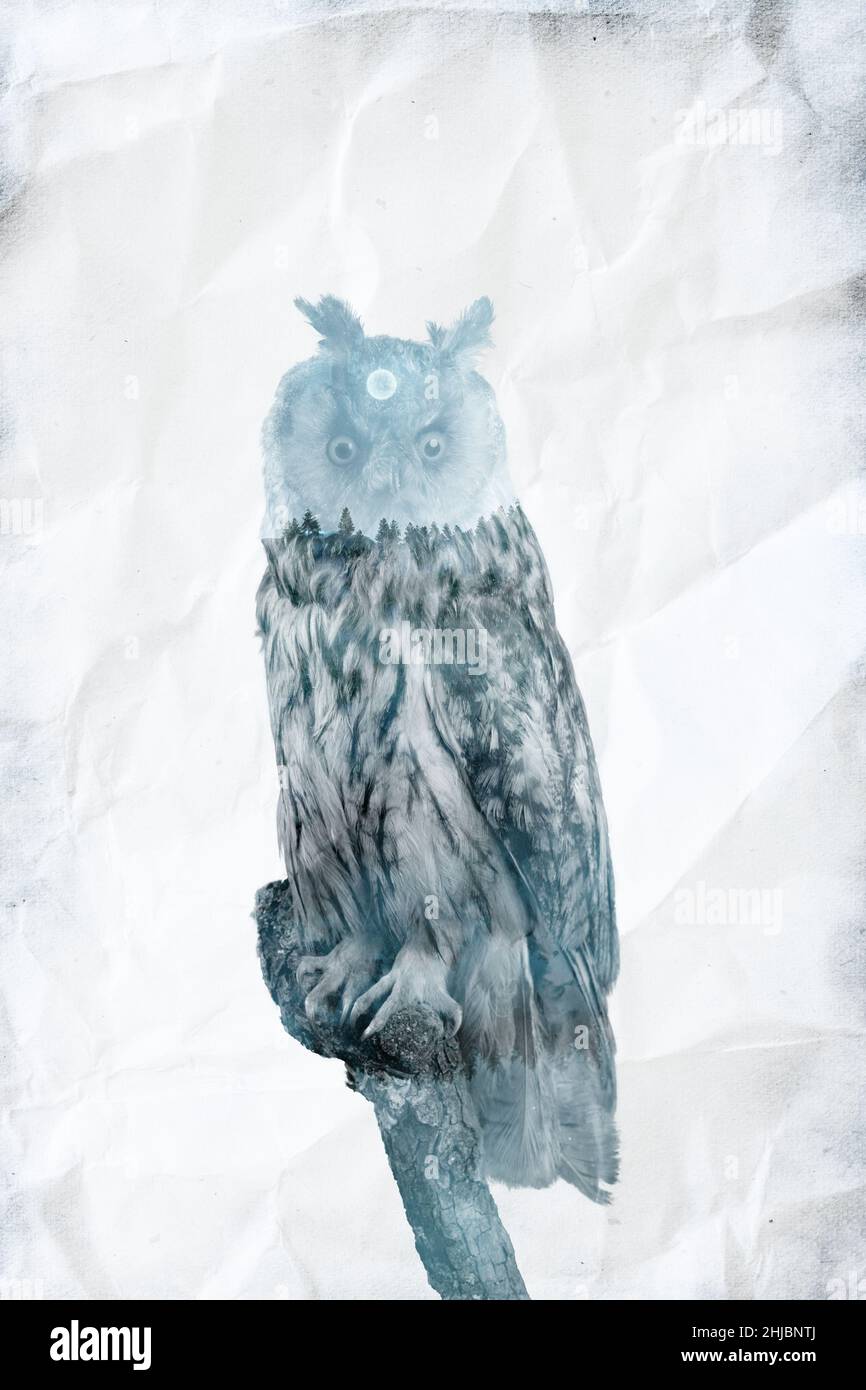 double exposure of long-eared owl oberlayed with pine tree forest Stock Photo