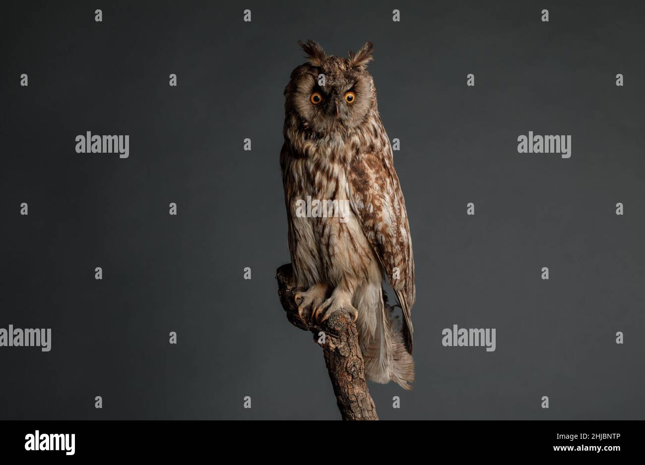 studio shot of a beautiful long eared owl Stock Photo