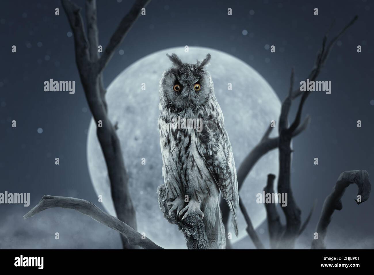 staring long eared owl sitting on branch in front of full moon Stock Photo