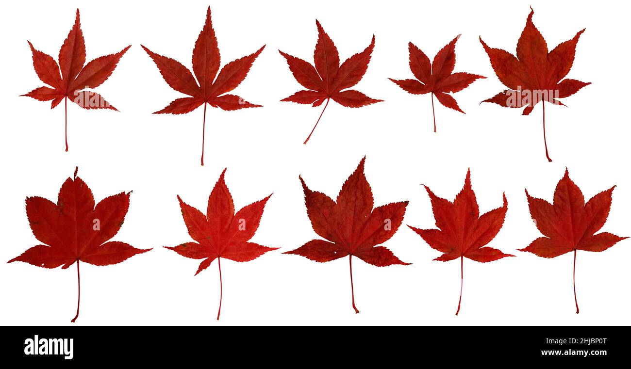 10 different japanese maple leaves on white background Stock Photo