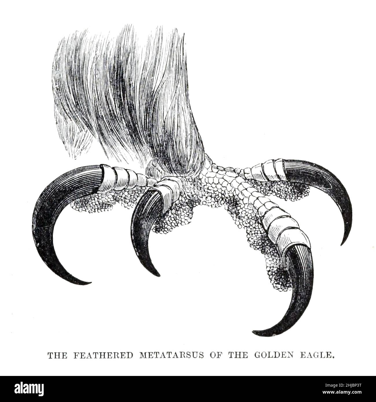 The Feathered metatarsus of the Golden Eagle from the The royal natural history edited by Richard Lydekker, Volume IV published in 1895 Stock Photo