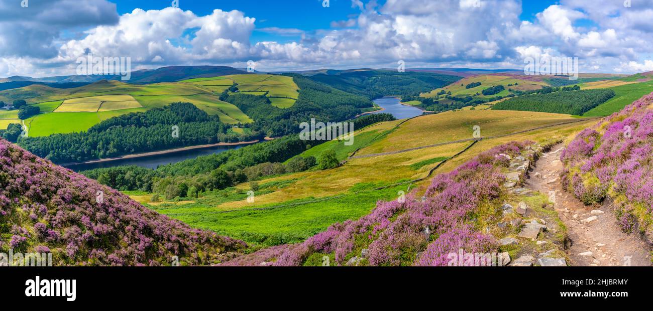 View Of Ladybower Reservoir And Flowering Purple Heather, Peak District ...