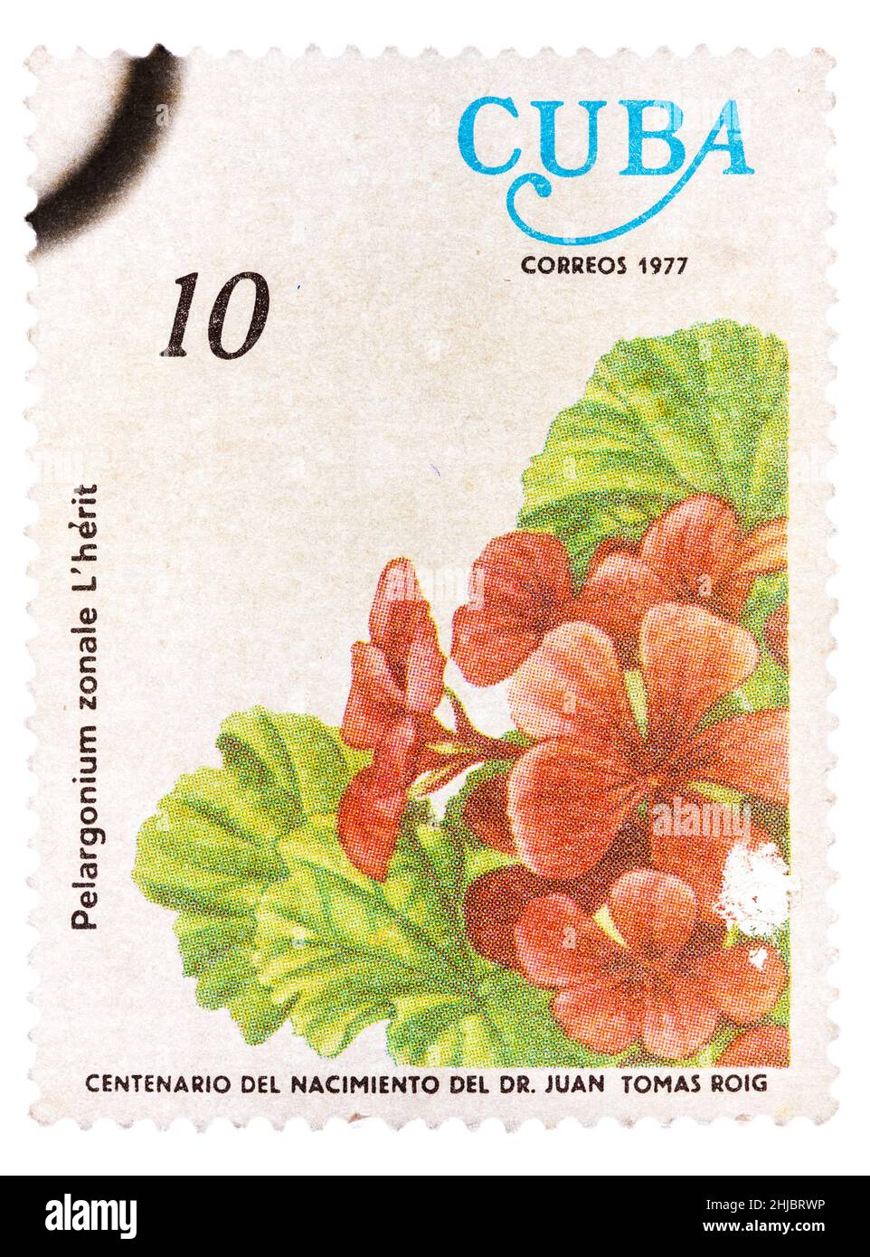 Stamp printed in Cuba, flower shows Pelargonium zonale Stock Photo