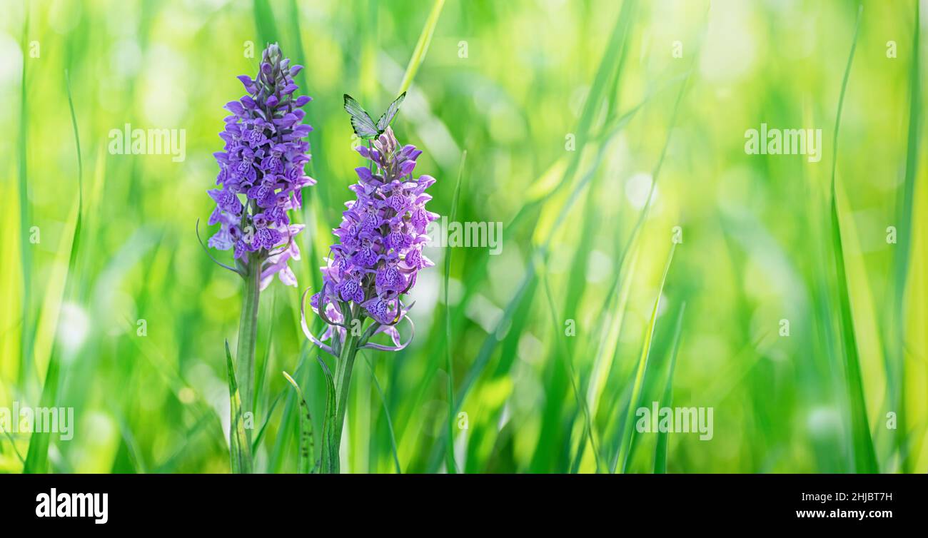 A beautiful meadow with purple orchis flowers and green grass. Wild natural landscape. Floral banner with orchis flowers. Close up. Stock Photo