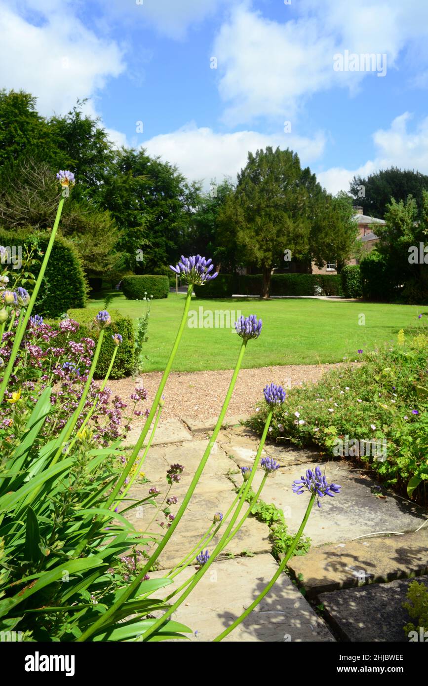 Agapanthus growing by Saltmarshe Hall 19th century country house east riding of yorkshire united kingdom Stock Photo