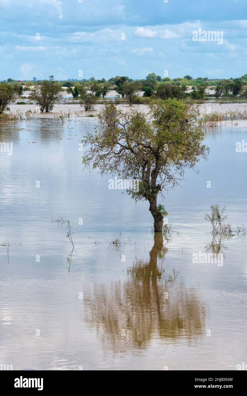 Tree partially covered by water Stock Photo