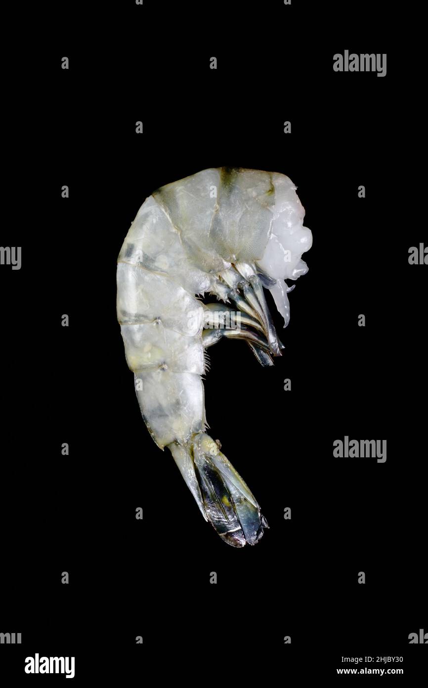 Shrimp King Prawn Stock Photo Alamy