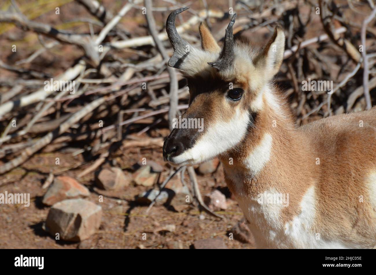 Direct look into the sweet face of a pronghorn antelope up close Stock ...