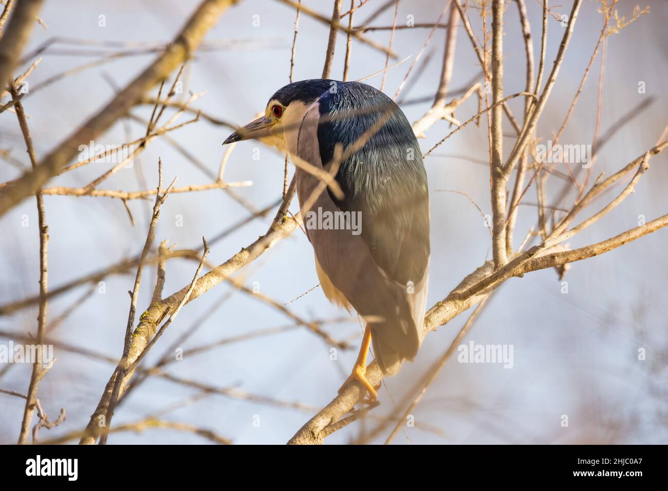 Night heron (Nycticorax nycticorax) perched in a branch Stock Photo