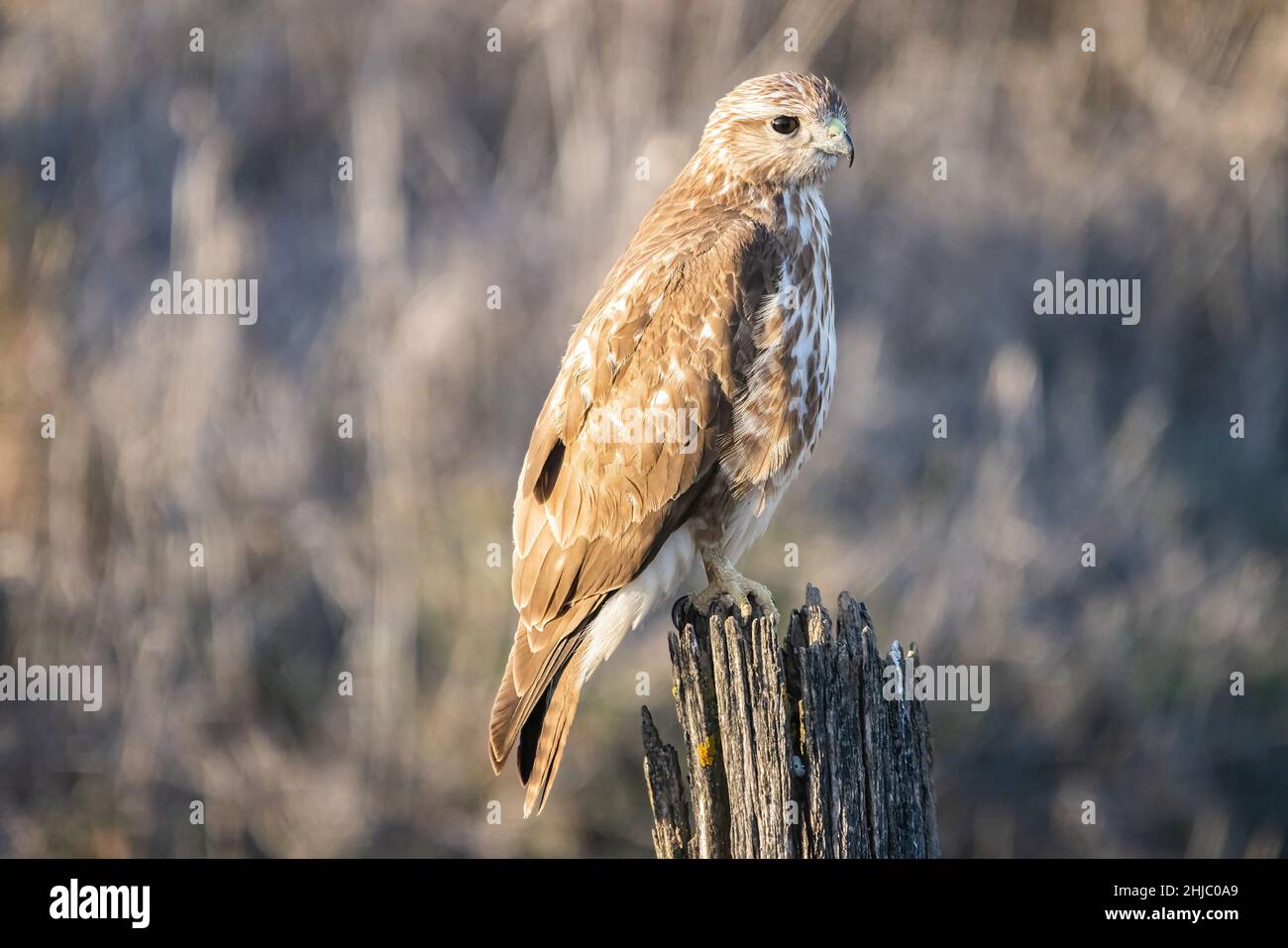 A Common buzzard (Buteo buteo) Perched. It is a medium-to-large bird of prey which has a large range. A member of the genus Buteo, it is a member of t Stock Photo