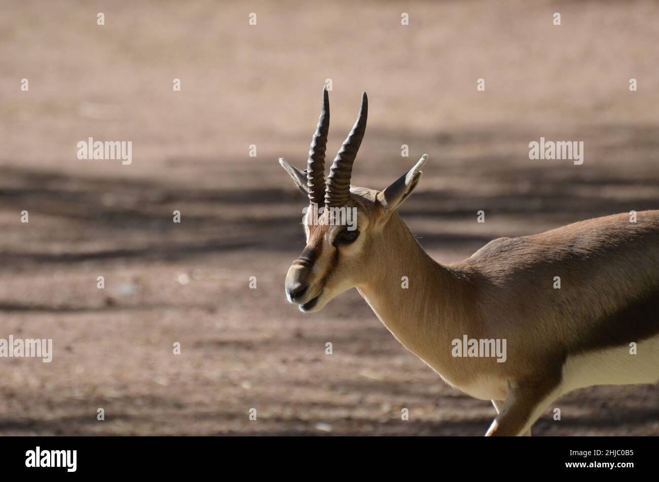 Adorable young gazelle with his mouth slightly open roaming in nature ...