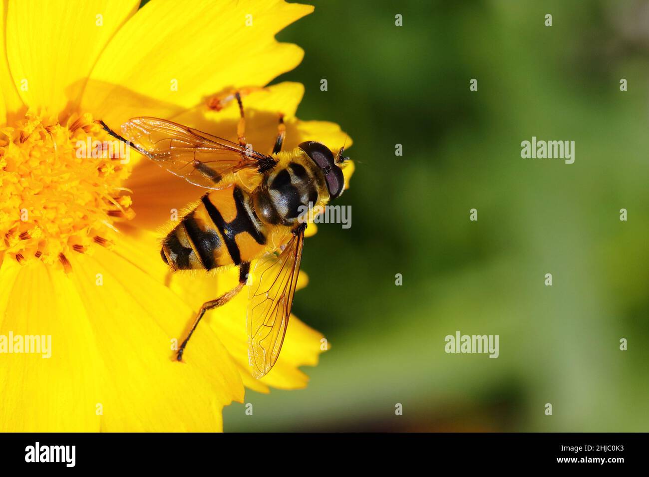 Insekten biene hi-res stock photography and images - Alamy