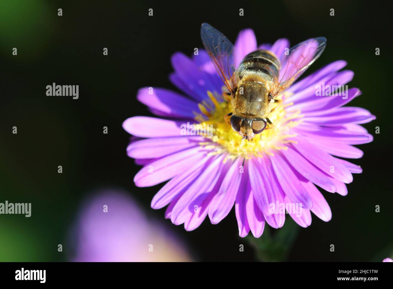 Insekten biene hi-res stock photography and images - Alamy