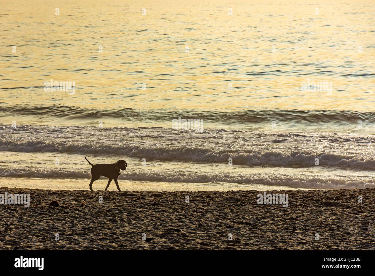 Dog walking on the sands of Ipanema beach in Rio de Janeiro during a summer morning Stock Photo