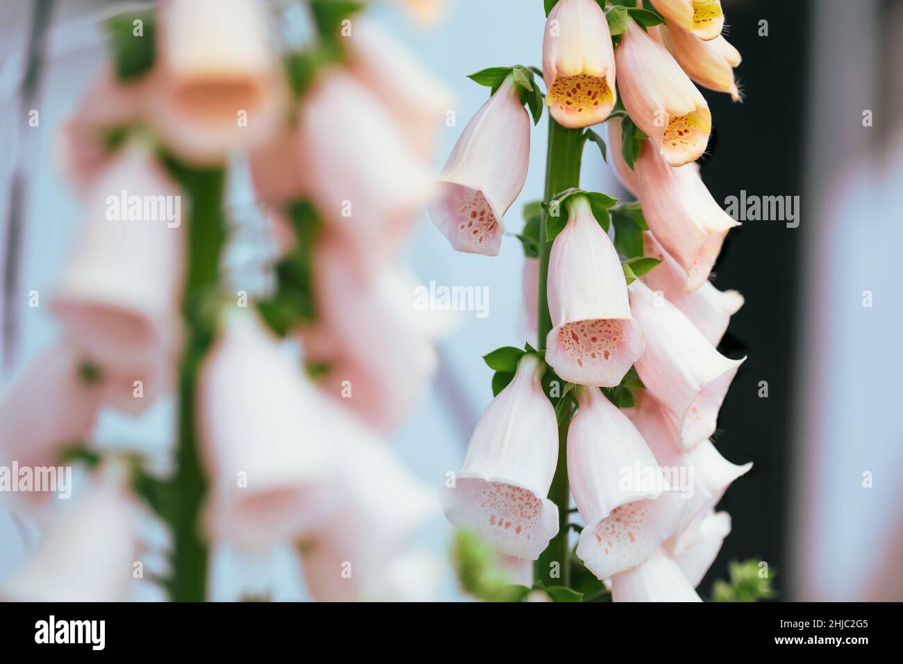 Closeup of a pink apricot color Foxglove Digitalis flower stalk. Selective focus with extreme shallow depth of field. Stock Photo