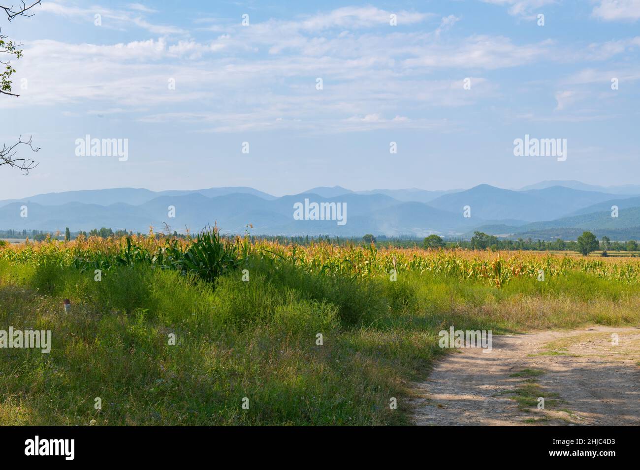 a narrow country flat road passes through the field Stock Photo