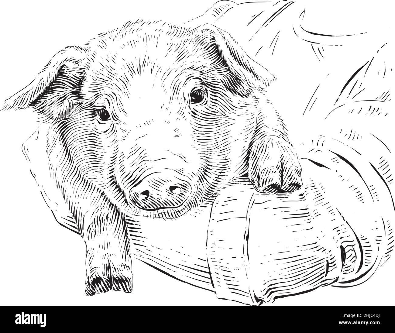 head piglet hand drawing sketch engraving illustration style Stock Vector