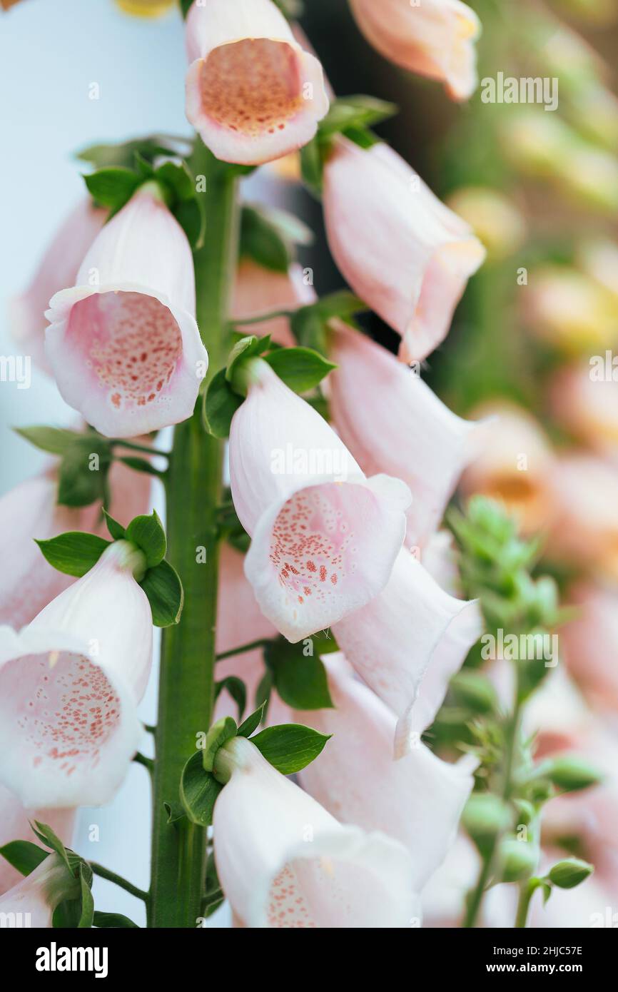 Closeup of a pink apricot color Foxglove Digitalis flower stalk. Selective focus with extreme shallow depth of field. Stock Photo