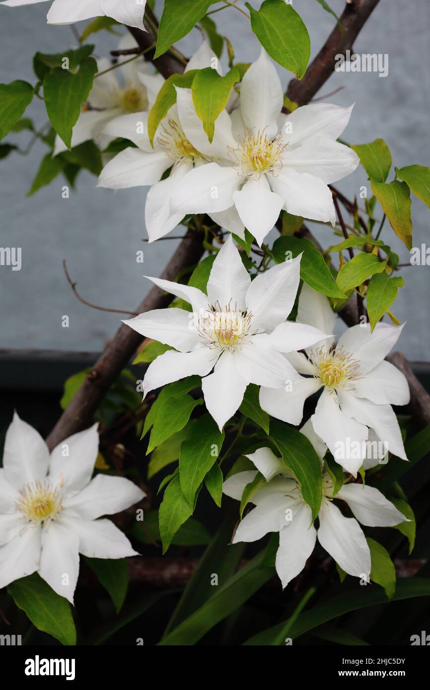 Beautiful white flower blossoms of Clematis 'Hyde Hall' flowering among foliage and stems over a homemade trellis in the garden. Selective focus. Stock Photo