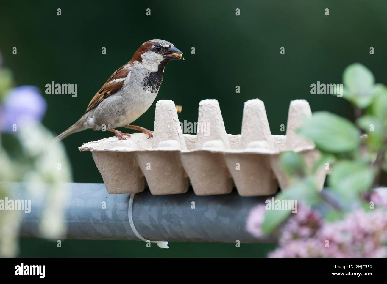 Eierkarton hi-res stock photography and images - Alamy