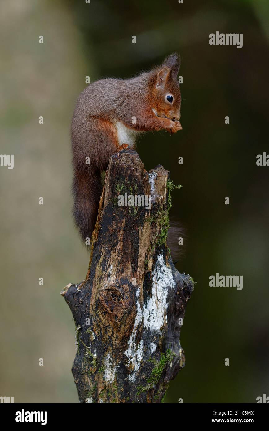 Red Squirrel Stock Photo